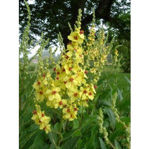 Verbascum chaixii Sixteen Candles - Ökörfarkkóró