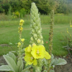 Verbascum Densiflorum - Ökörfarkkóró