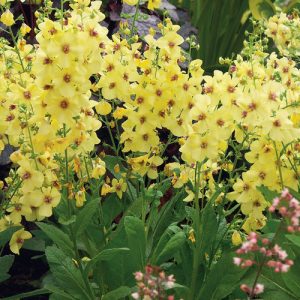 Verbascum Jackie in Yellow - Ökörfarkkóró