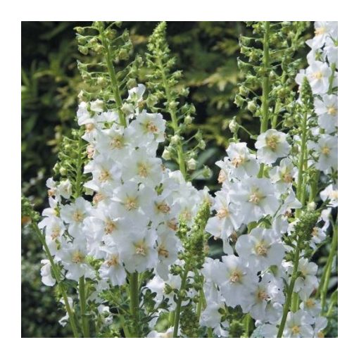 Verbascum phoeniceum Flush of White - Ökörfarkkóró