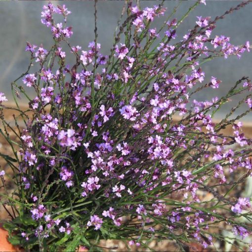 Verbena officinalis Bampton - Közönséges vasfű