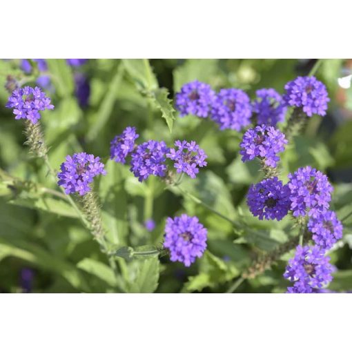 Verbena rigida - Kékvirágú vasfű