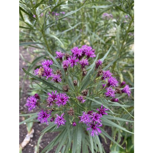 Vernonia lettermannii - Vernónia