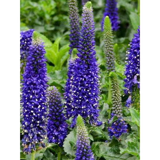 Veronica longifolia Blue Indigo - Hosszúlevelű veronika