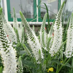 Veronica longifolia Melanie White - Hosszúlevelű veronika