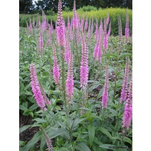 Veronica longifolia Pink Damask - Hosszúlevelű veronika