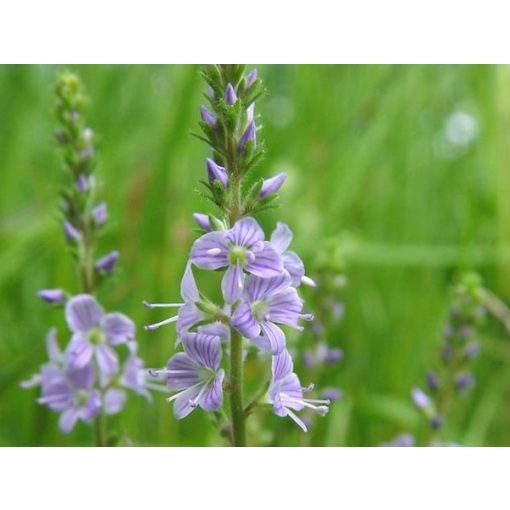 Veronica officinalis - Orvosi veronika