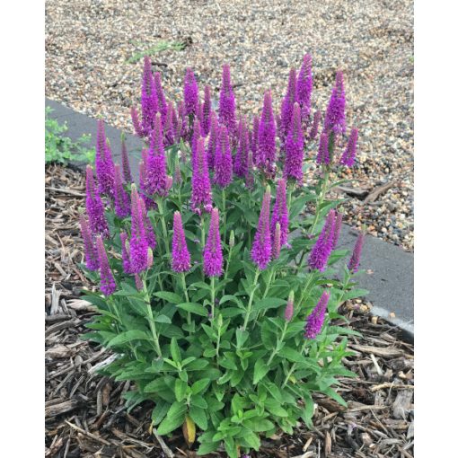 Veronica spicata Purplegum Candles - Macskafarkú veronika