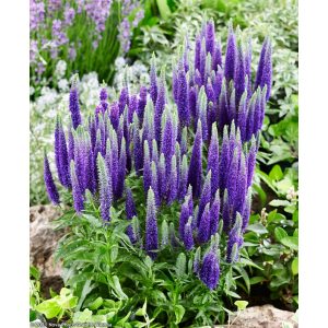 Veronica spicata Royal Candles Glory - Macskafarkú veronika