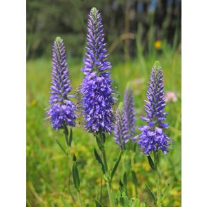 Veronica spicata - Macskafarkú veronika