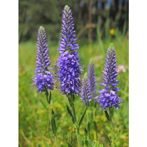 Veronica spicata - Macskafarkú veronika