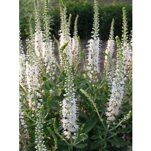 Veronica spicata Icicle - Macskafarkú veronika