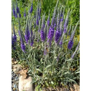   Veronica spicata ssp. incana Silbersee - Macskafarkú veronika