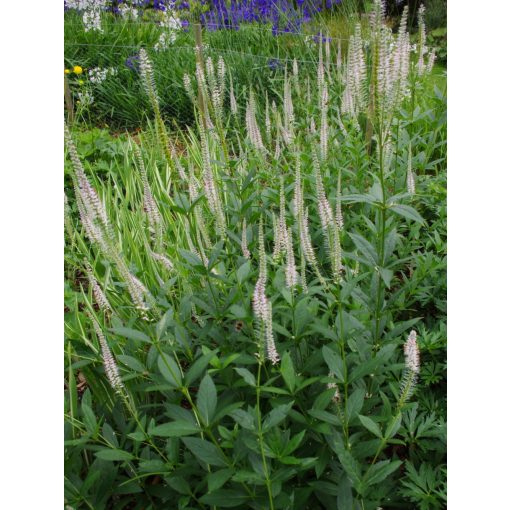 Veronicastrum virginicum Alba - Virginiai veronika