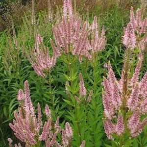 Veronicastrum virginicum Challenger - Virginiai veronika