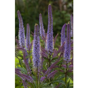 Veronicastrum virginicum Cupid - Virginiai veronika