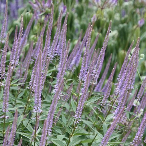 Veronicastrum virginicum Fascination - Virginiai veronika