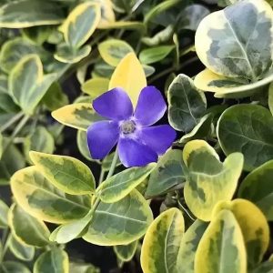 Vinca minor Blue and Gold - Kis meténg