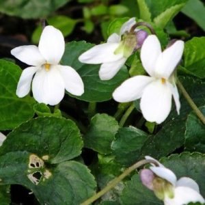 Viola odorata Alba - Ibolya