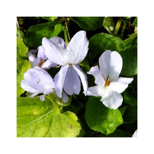 Viola odorata Reine des Neiges - Ibolya