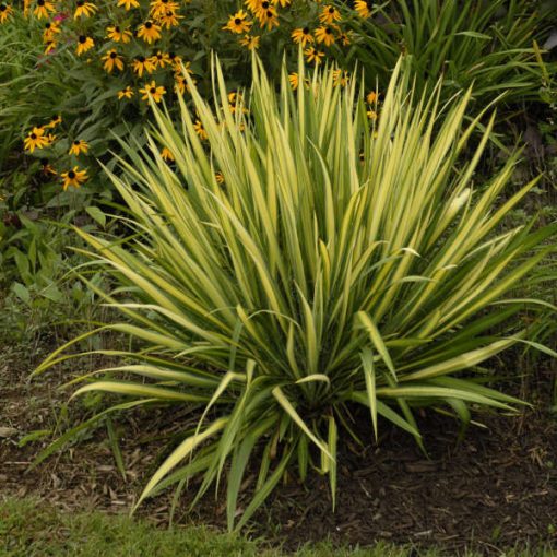 Yucca filamentosa Color Guard - Kerti pálmaliliom