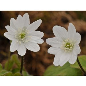 Hepatica transsylvanica Alba - Májvirág