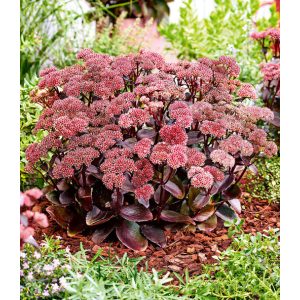 Sedum telephium Black Knight - Pompás varjúháj