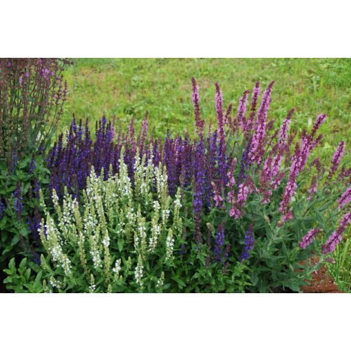 Salvia nemorosa Mix - Ligeti zsálya