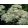 Achillea millefolium Alabaster - Cickafark