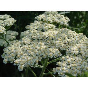 Achillea millefolium Alabaster - Cickafark