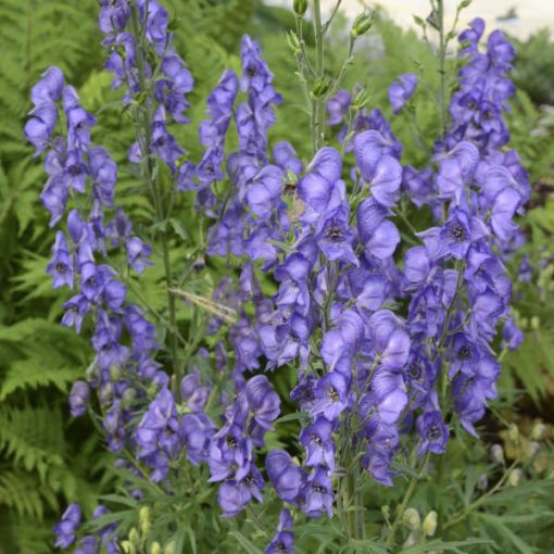 Aconitum fischeri - Sisakvirág