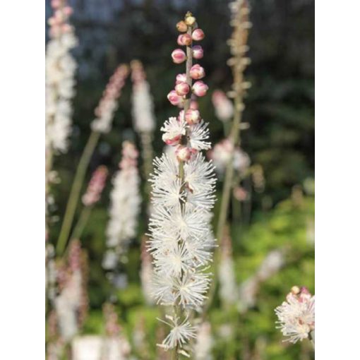 Actaea (Cimicifuga) acerina Compacta - Poloskavész