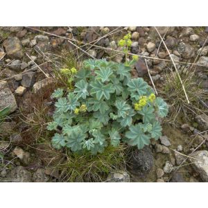 Alchemilla caucasica - Palástfű