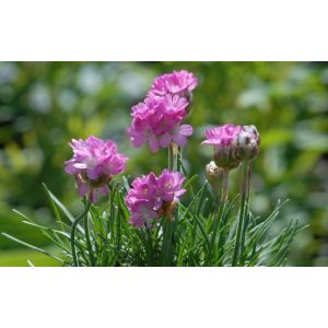 Armeria maritima Frühlingszauber - Pázsitszegfű