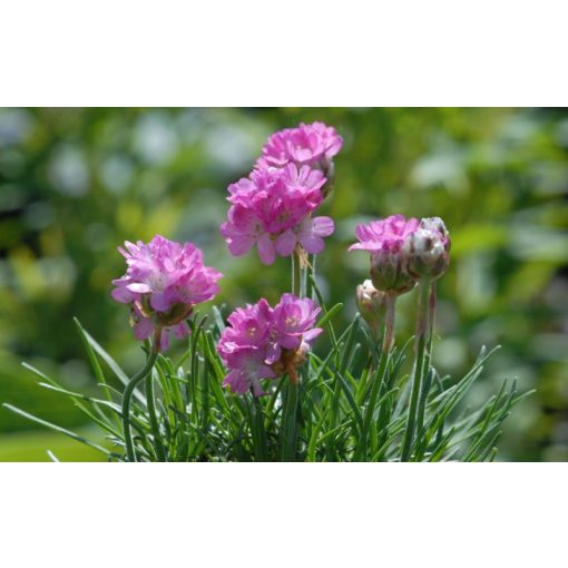 Armeria maritima Frühlingszauber - Pázsitszegfű