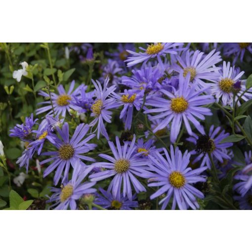 Aster thomsonii - Évelő őszirózsa