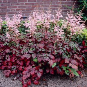 Astilbe arendsii Color Flash - Tollbuga