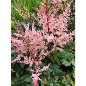 Astilbe chinensis Spotlight - Tollbuga