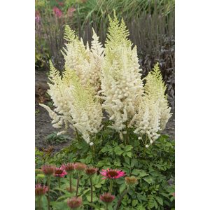 Astilbe Ivory Pearls - Tollbuga