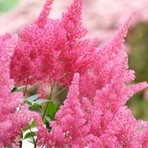 Astilbe japonica Koblenz - Tollbuga