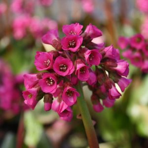 Bergenia Rote Schwester - Bőrlevél