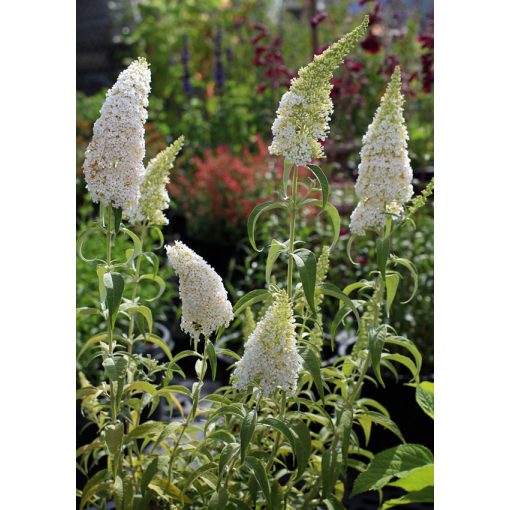 Buddleja davidii White Profusion - Nyári orgona