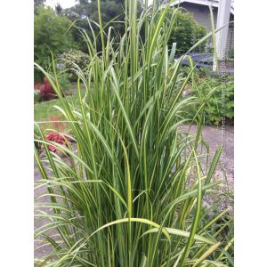 Calamagrostis acutiflora Eldorado - Nádtippan