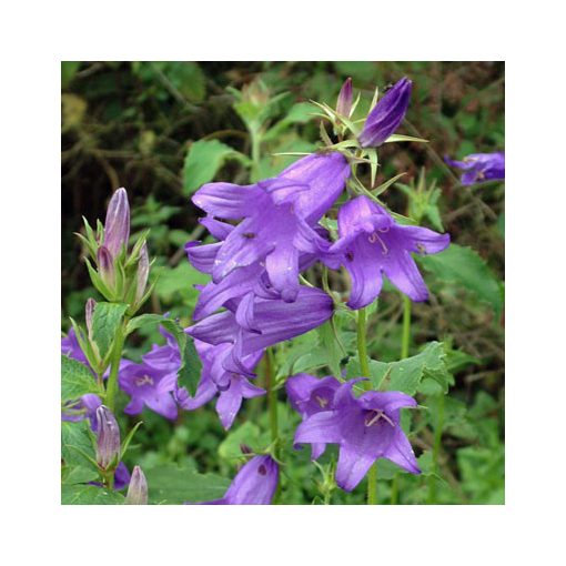 Campanula latifolia macrantha - Széleslevelű harangvirág