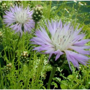 Centaurea simplicicaulis - Imola