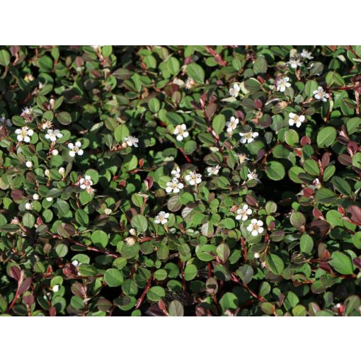 Cotoneaster dammeri Frieders Evergreen - Madárbirs