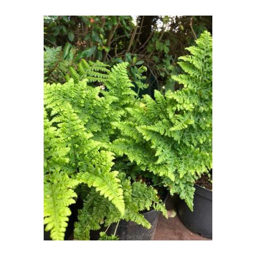 Dryopteris austriaca Crispa Whiteside - Széles pajzsika