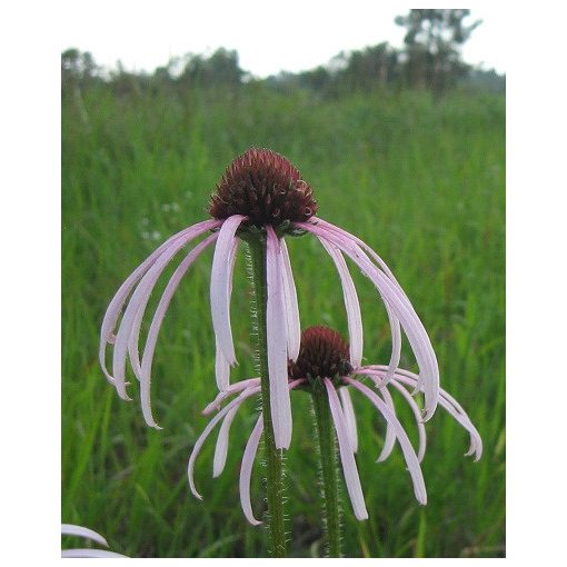 Echinacea simulata - Kasvirág