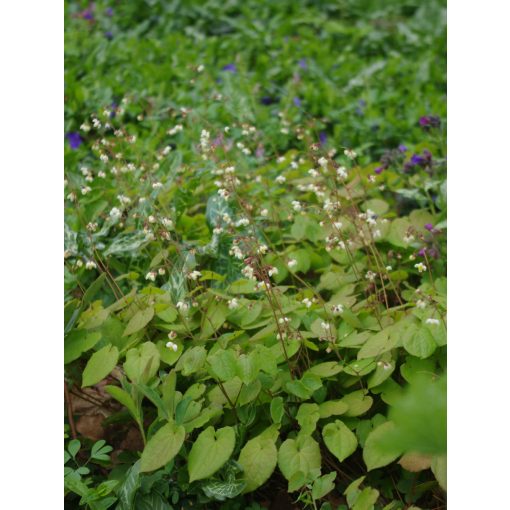 Epimedium pubigerum  - Püspöksüveg