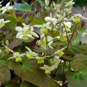 Epimedium versicolor Neosulphureum  - Püspöksüveg